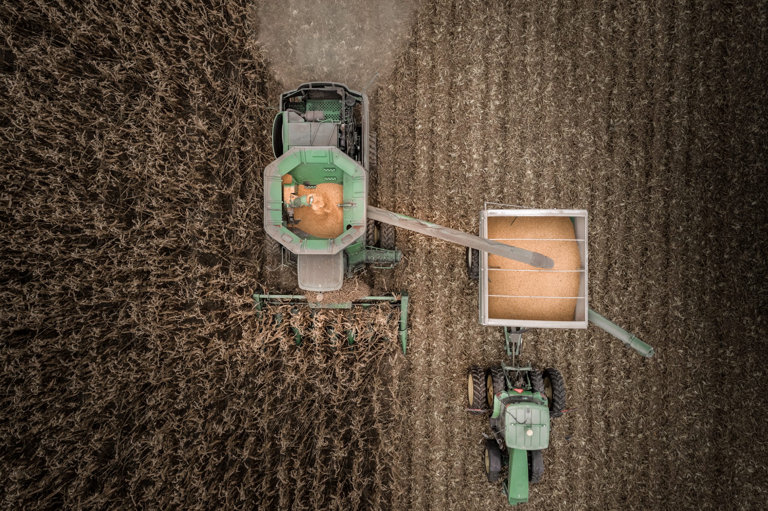 Looking down on the combine and tractor moving through the corn field using the drone to look down.