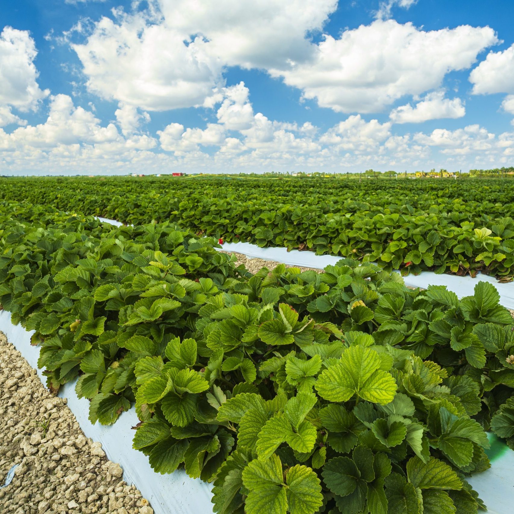 Landscape view of a freshly growing strawberry field.